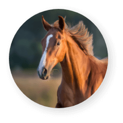 馬プラセンタ イメージ画像